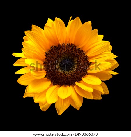 single sunflower isolated on black background