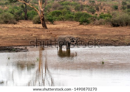 elephant while drinking at the pool in kruger park south africa