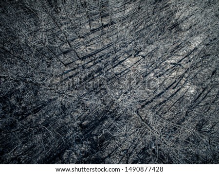Drone view of a burnt forest. Dead trees after fire. 