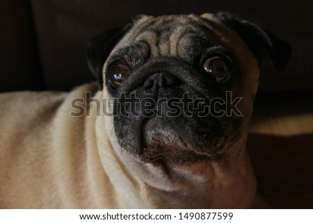 pretty pug girl poses on the picture