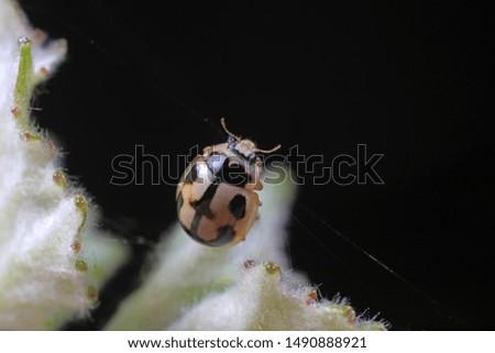 ladybugs in natural state, North China