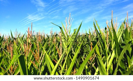 Asturias Spain. Corn Field. Farm and Agriculture. Sumer Sky With Clouds.