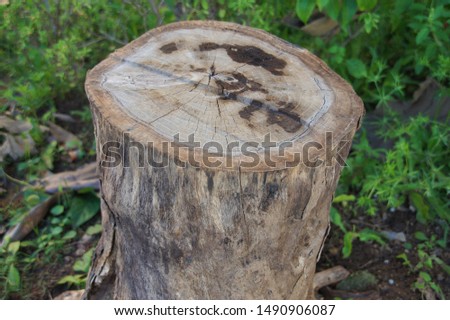 photos of cut stumps leave to dry