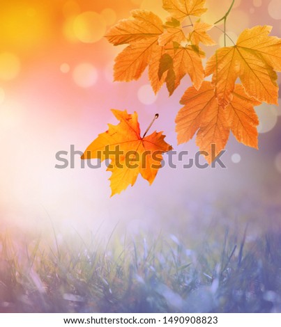 Falling yellow leaves and grass bokeh background with sun beams. Autumn landscape.