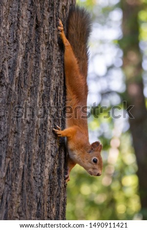 Red squirrel, Sciurus vulgaris, Cute arboreal, omnivorous rodent with long tail, climbing in the tree. Portrait of eurasian squirrel in natural environment.