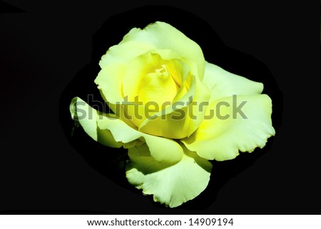 the yellow rose