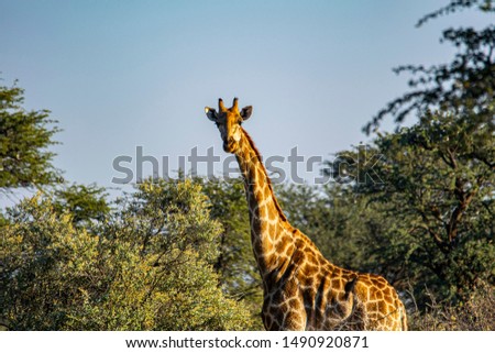 Giraffe in the Kalahari with trees in the background