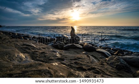 Sea lion at sunset in San Diego Royalty-Free Stock Photo #1490931473