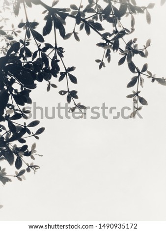 sky and leaf of 2tone  black and white for wallpaper or background  or add your words. 