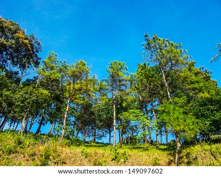 Forest and view from high mountain in Northern of thailand, chiang mai, thailand