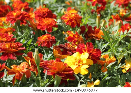 beautiful group of orange and yellow Tagetes or Marigold for colorful garden and perennial park, floral background
