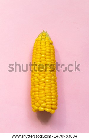 Sweet raw corn isolated on pink background, healthy food picture with space for text