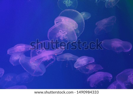 Jellyfish in the sea illuminated by beautiful lights