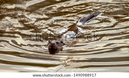 otter swaying in malaga green river