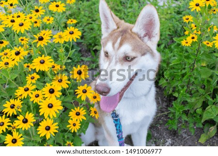 Husky puppy in daisy field