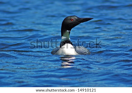 Common loon in blue water of north lake