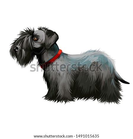 Cesky terrier from Czechoslovakia. Pet with drop ears and short legs bohemian animal wearing red collar on neck. Hunting canine breed isolated on white background digital art illustration