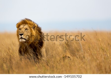 Mighty Lion watching the lionesses who are ready for the hunt in Masai Mara, Kenya Royalty-Free Stock Photo #149105702