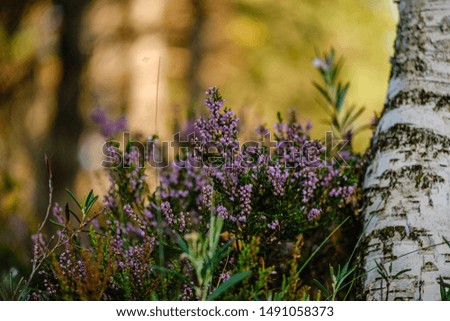 blooming plants in the summer forest on green blur background. decorative abstract with flowers