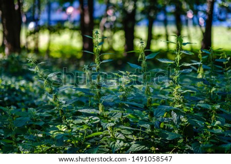 green fresh foliage. tree leaf in summer day in sunlight. abstract pattern blur background. nature details