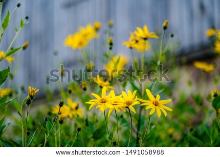 yellow summer flowers on blur background with green leaves
