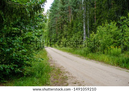 wavy gravel road in green summer forest in perspective. future awaits