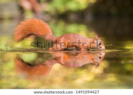 Drinking eurasian red squirrel (Sciurus vulgaris)