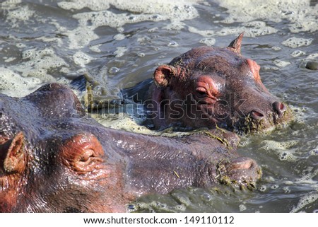 Baby hippo (Hippopotamus amphibius) and the mother in a pool in Serengeti National Park, Tanzania