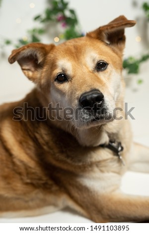 cute Dogs on white background