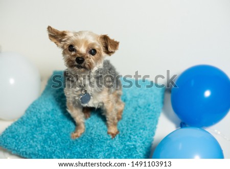 cute Dogs on white background