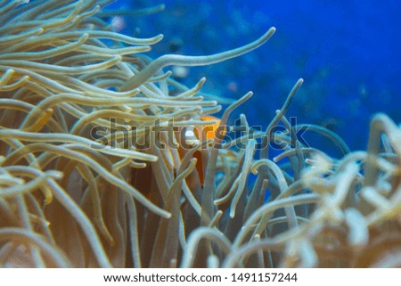 Colorful underwater plants or corals in a aquarium. Decorative plants and reef