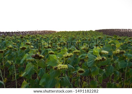 Sunflowers with twisted necks. Harvest time is sunflower. Green and dried sunflowers.