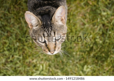 Beautiful House Cat in Green Grass