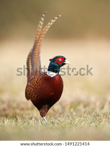 Ringneck Pheasant (Phasianus colchicus) male Royalty-Free Stock Photo #1491221414