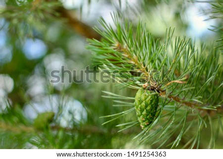 Pine with cones background. Coniferous tree. Christmas, winter, New Year, nature concept. Selective focus.