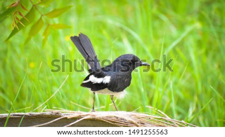 beautiful Male Indian robin Copsychus fulicatus bird Oriental magpie robin Copsychus saularis 