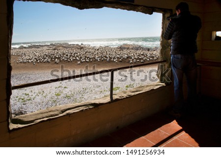 Bird watching people from inside out window of bird hide to the big Cape gannet, Morus capensis, colony on a rocky island