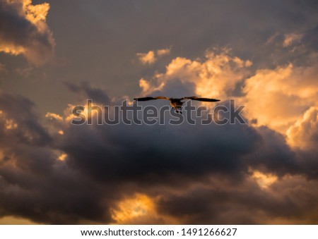 Golden sunset / sunrise with flying seagull bird with dramatic sky and clouds. (beautiful orange colors)