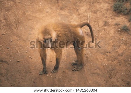Lone adult Guinea Baboon walks across dusty muddy ground