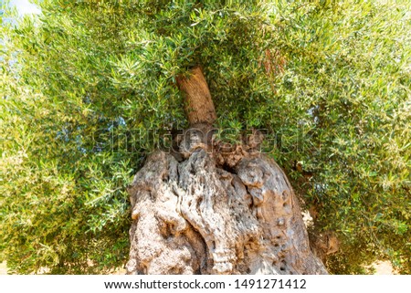 Italy, Apulia, Province of Brindisi, Ostuni. Huge ancient olive tree.