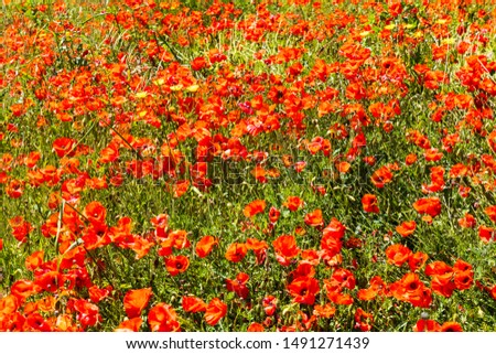 Italy, Apulia, Province of Brindisi, Ostuni. Poppy fields outside the town of Ostuni.