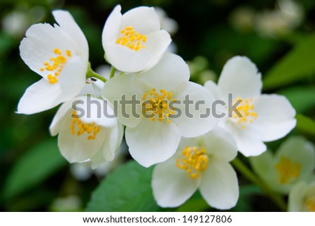 Jasmine flower and green leaves, close up