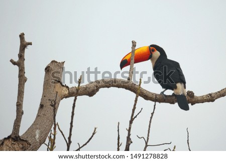 Toucan resting in a tree branch