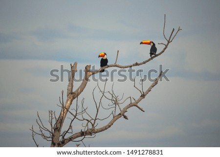 Couple of Toucans resting in a tree branch