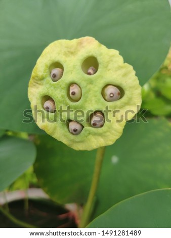 Bouquet of lotus seeds in the basin