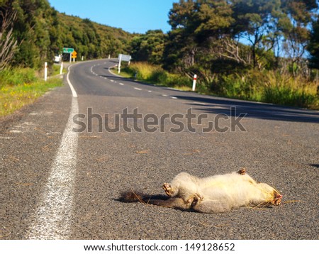 A possum (richosurus vulpecula) killed by a car on the road in Northland, New Zealand.