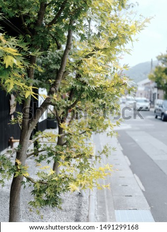 Japanese maple autumn leaves and trees on a beautiful old street in Kyoto Japan.