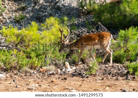 Portrait of majestic powerful young red deer stag in nature