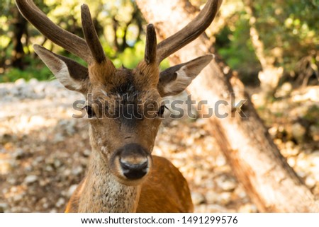Extreme closeup portrait of majestic powerful young red deer stag in nature