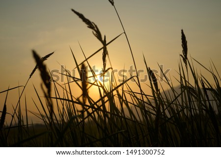  Grass flowers during the sunset. Shadow of plants with light in warm tone.  Soft focus in nature background. Tall Grass silhouette at Dramatic cloudy Golden sunset.                                
